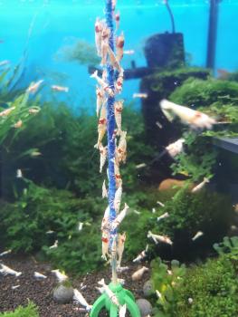 Shrimp-Lollies Blauer Diamant (10 Stück)