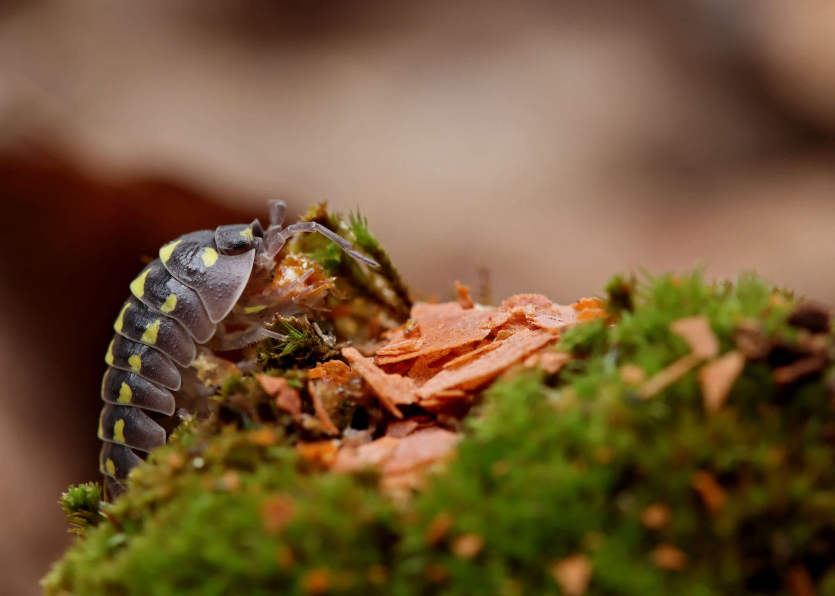 NatureHolic AsselFeed - Assel Futter