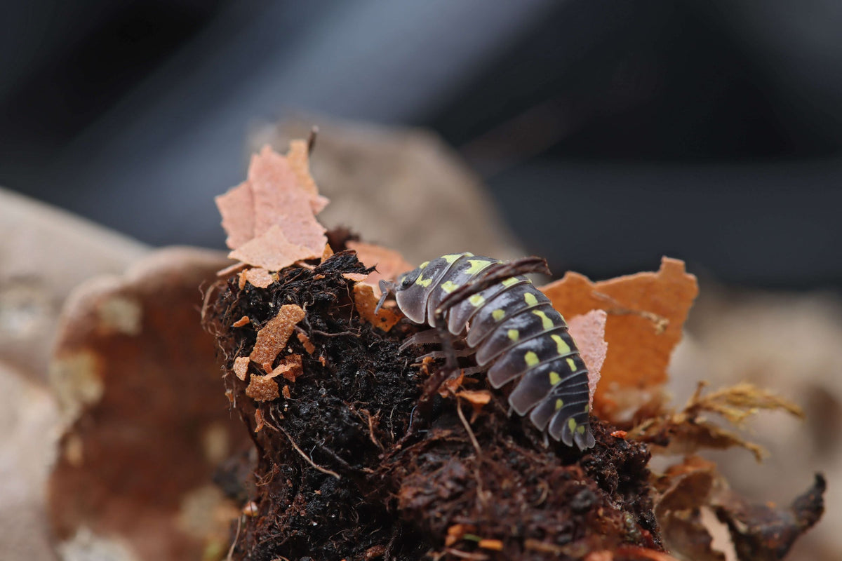 NatureHolic AsselFeed - Assel Futter