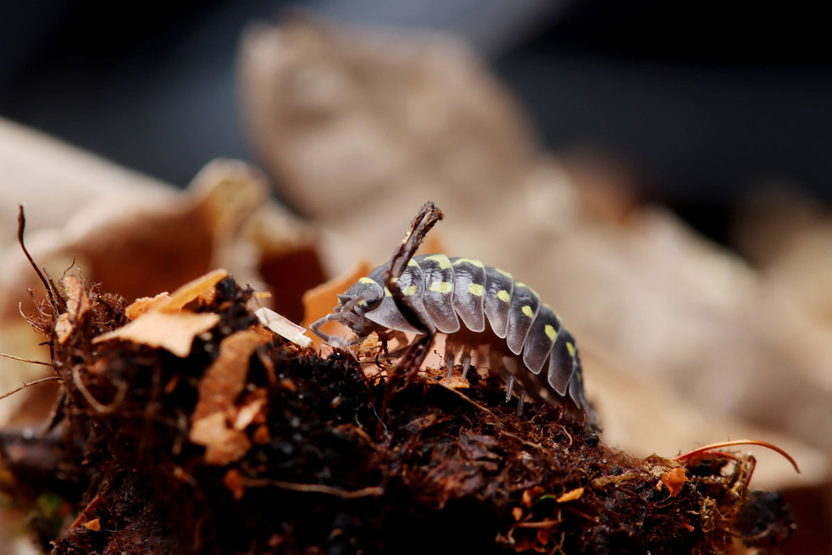 NatureHolic AsselFeed - Assel Futter