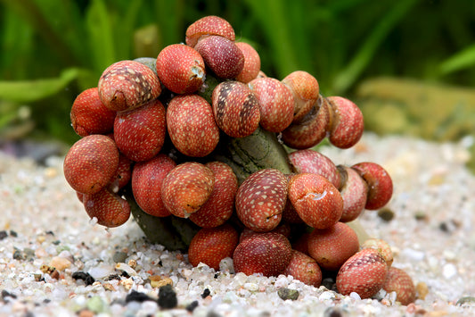 Pink Lady Schnecke - Clithon sowerbianum