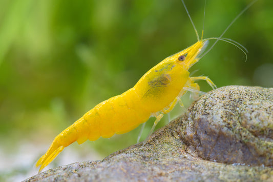 Yellow Fire Garnele – Gelbe Garnele – Neocaridina davidi "Yellow"