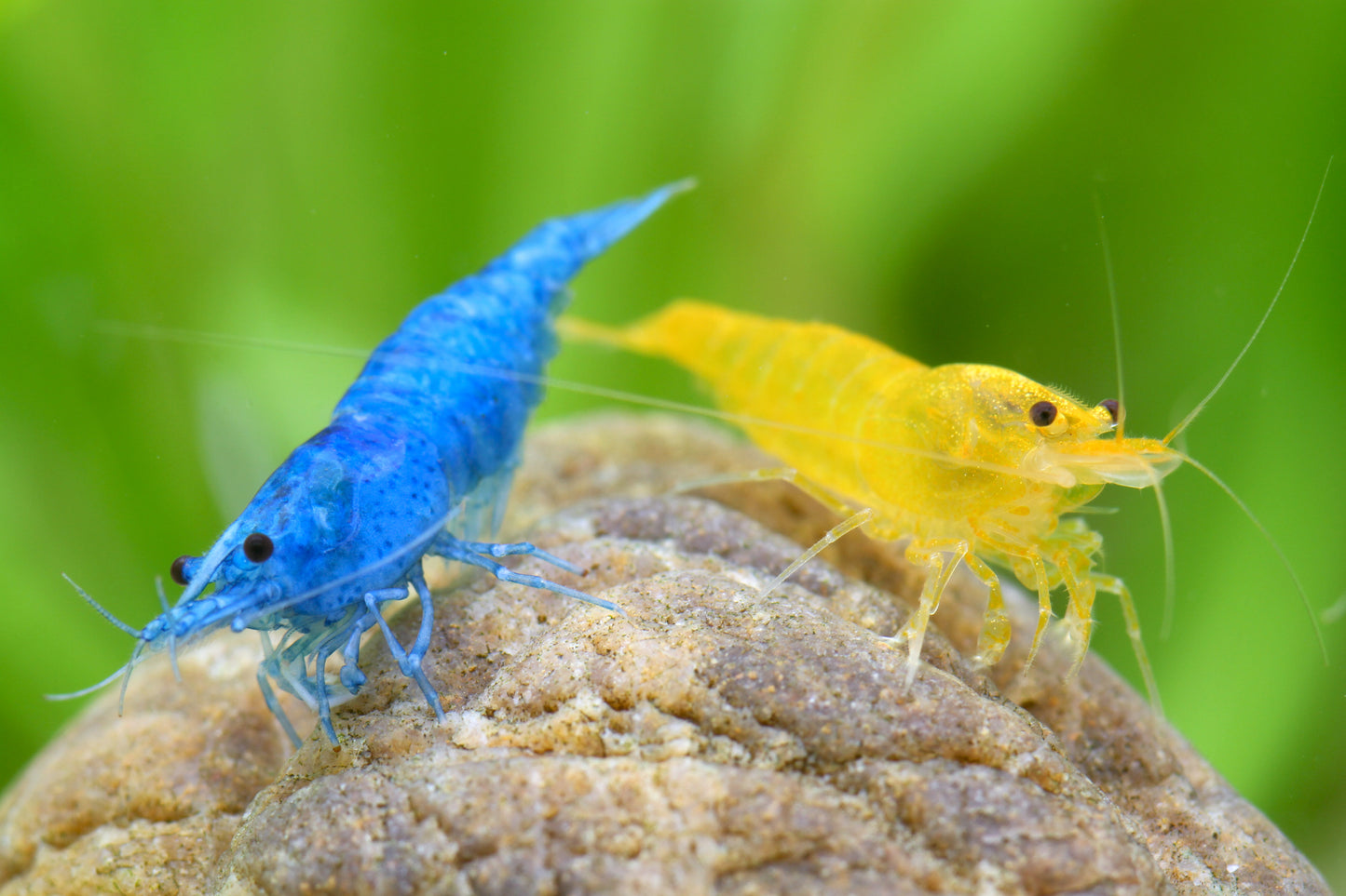 Blau / Gelber Mix 10 Stück - Neocaridina david