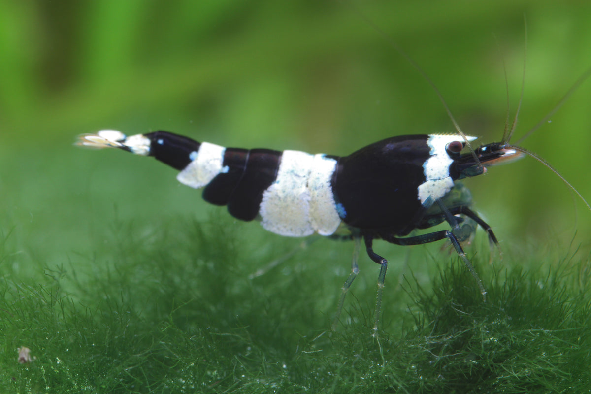 Black Bee - Caridina logemanni