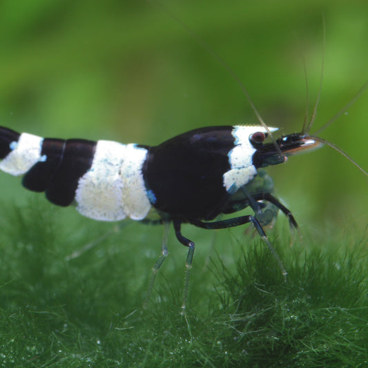 Black Bee - Caridina logemanni