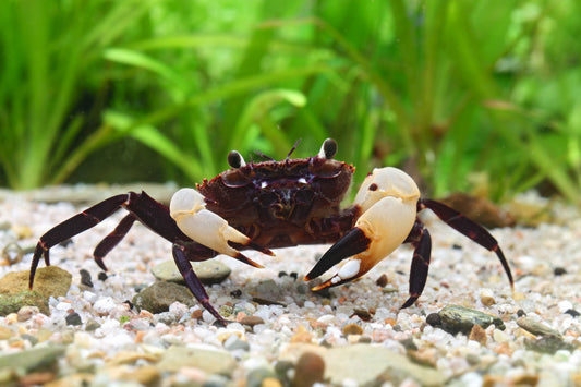 Unterwasserkrabbe "Matano white Claw" - Parathelphusa flavichela