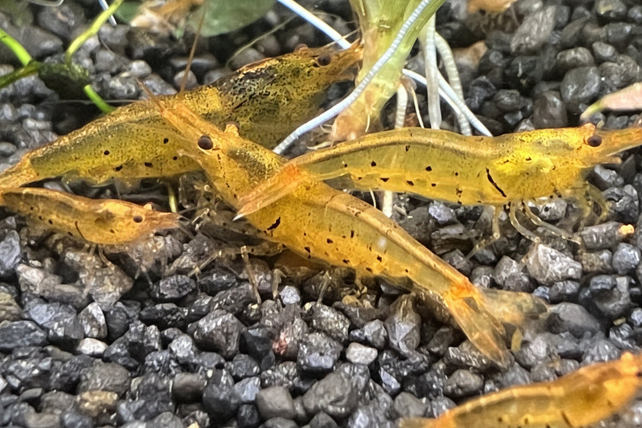 Golden Tiger Garnele – Tangerine Tiger / Orange Tiger – Caridina cantonensis