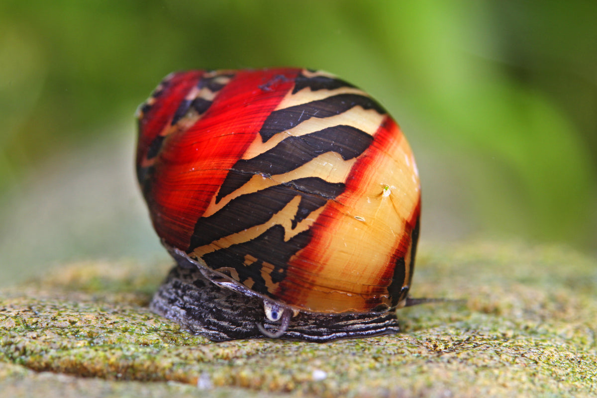 RED stripe Rennschnecke - Vittina waigiensis