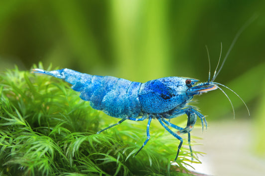 Crevette Blue Bolt - Crevette Taïwan - Shadow Bee - Caridina sp.