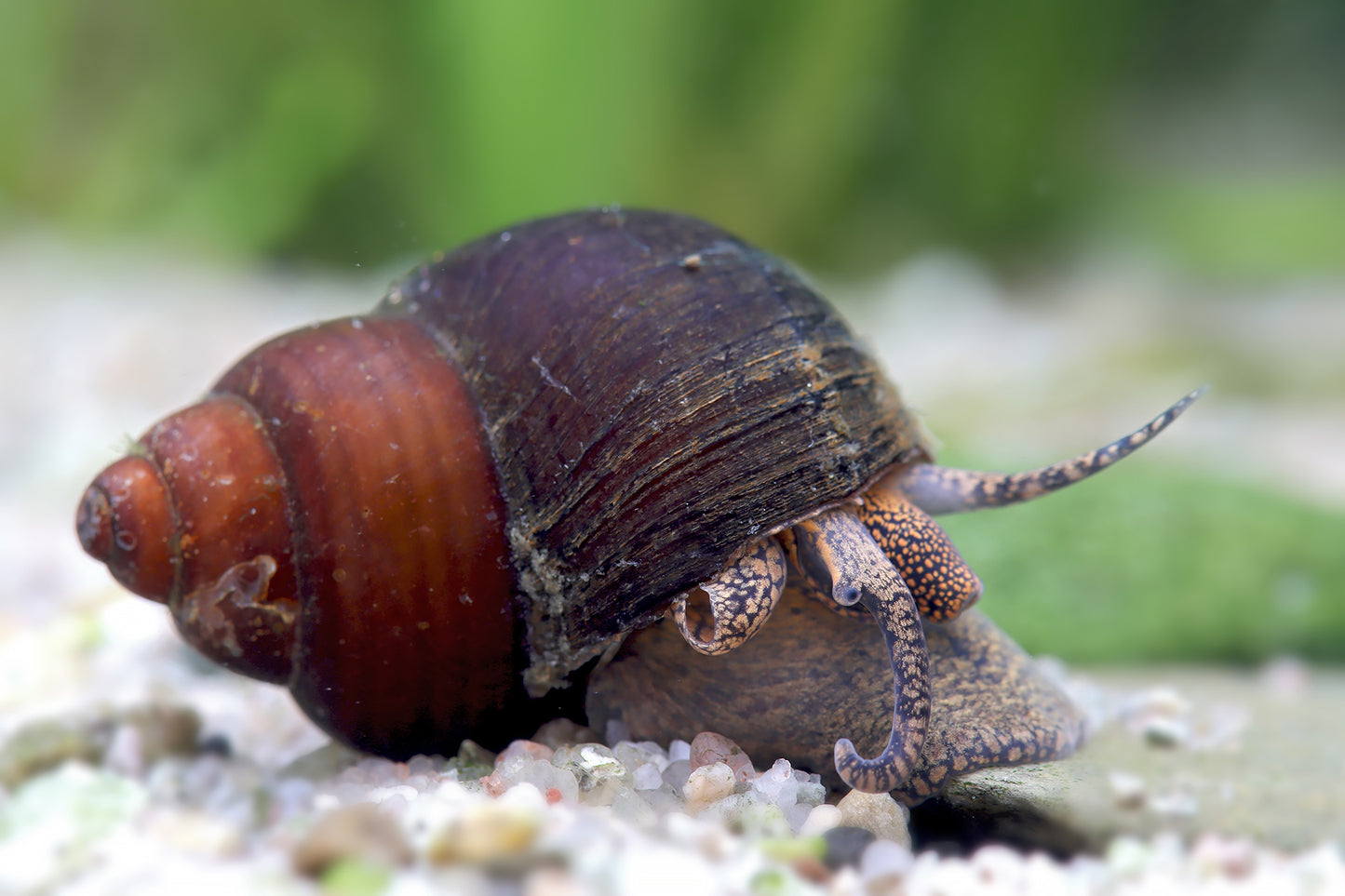 Orange spot Schnecke - Filopaludina sp.