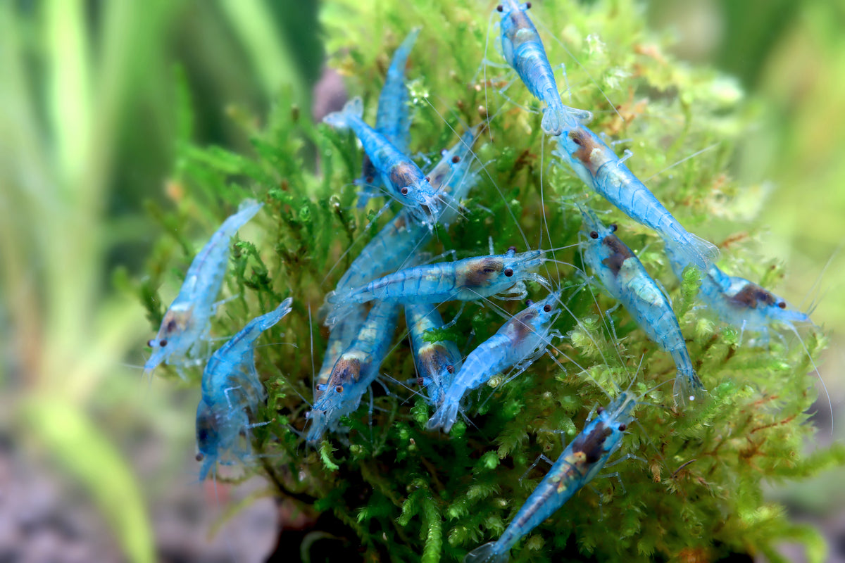 Crevette Blue Jelly - Neocaridina davidi