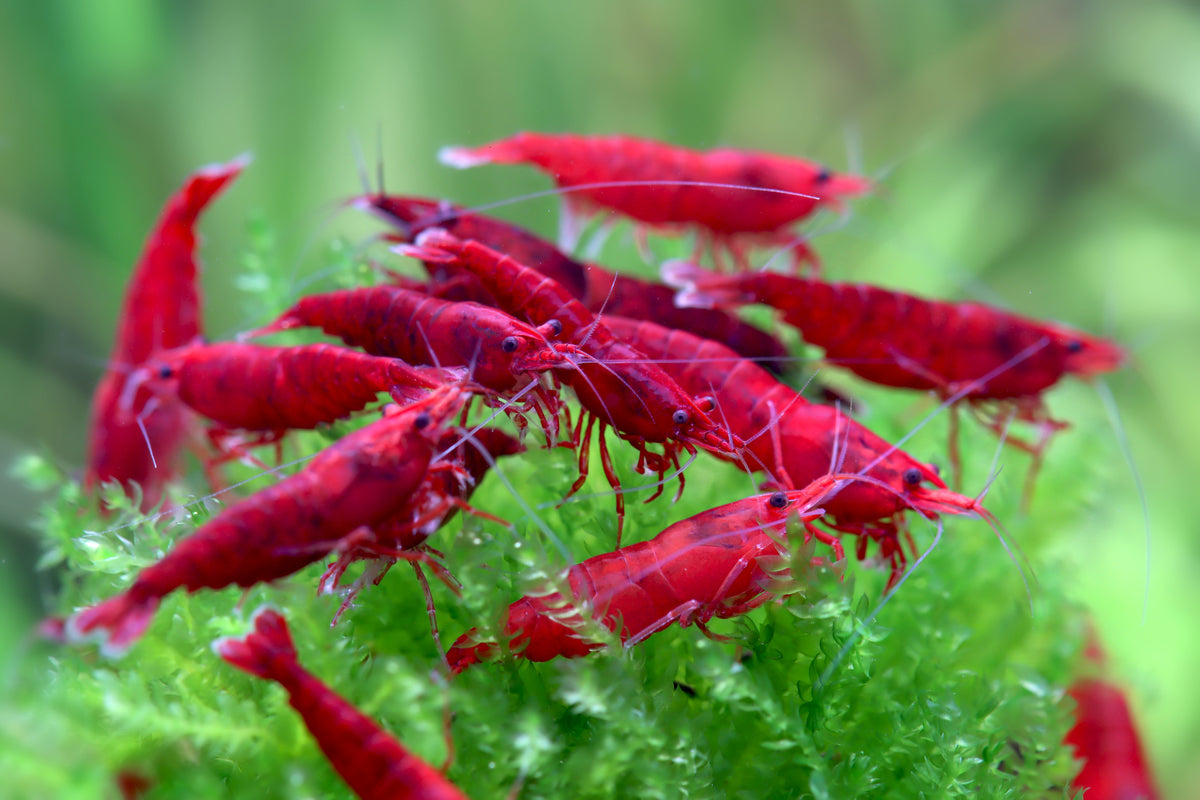 Bloody Mary Crevette - Neocaridina davidi