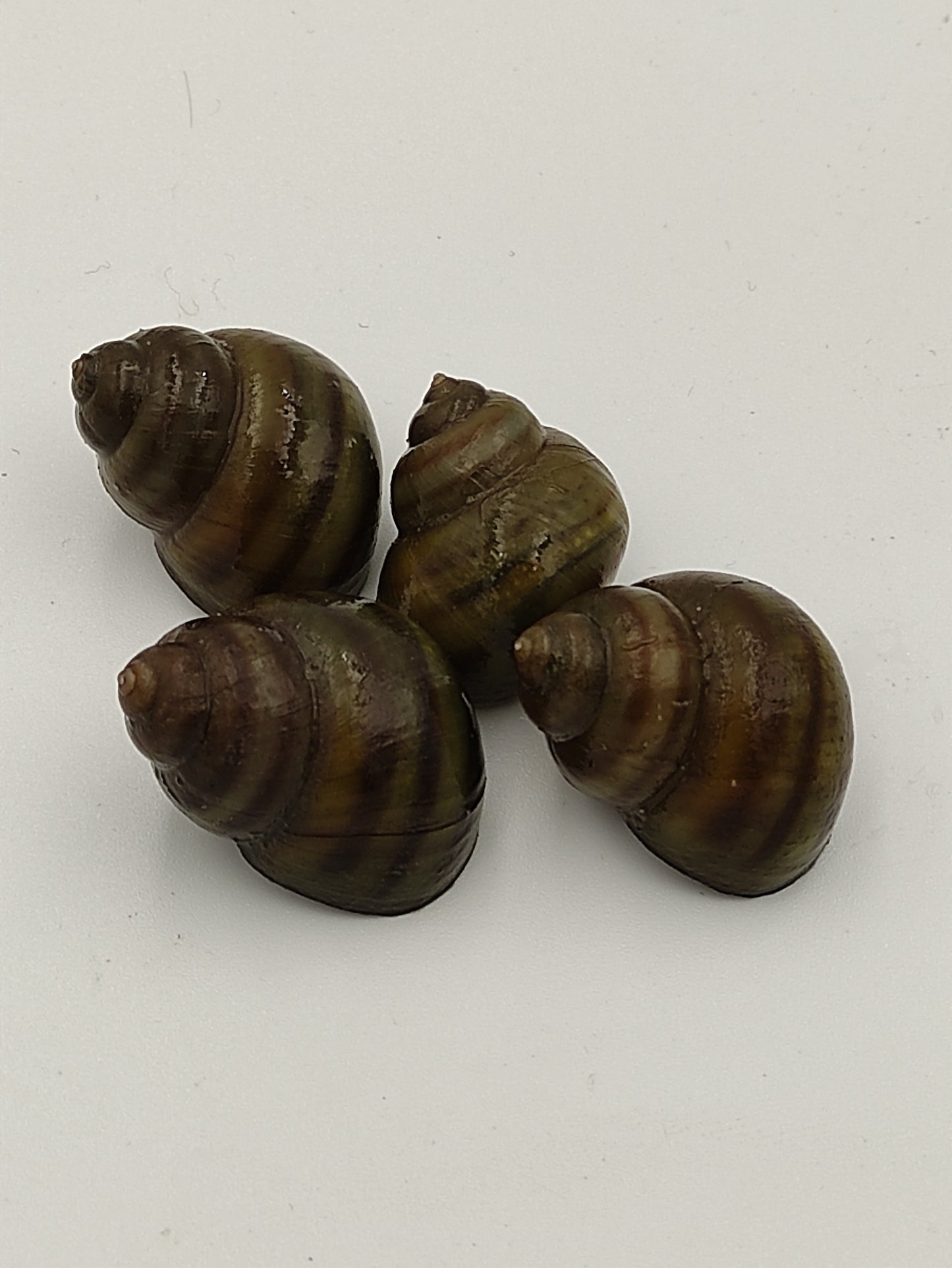 10er Gruppe Teichschnecken – Sumpfdeckelschnecken (Viviparidae)