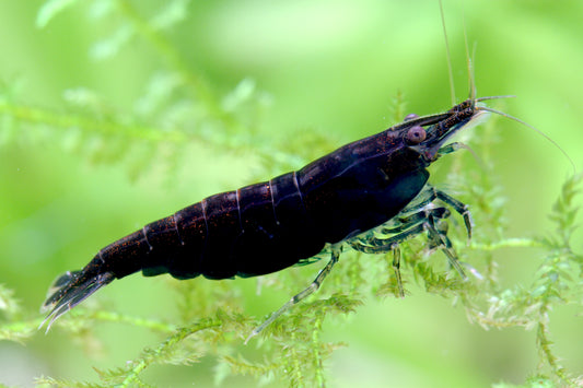 Black Sakura Garnele – Neocaridina davidi