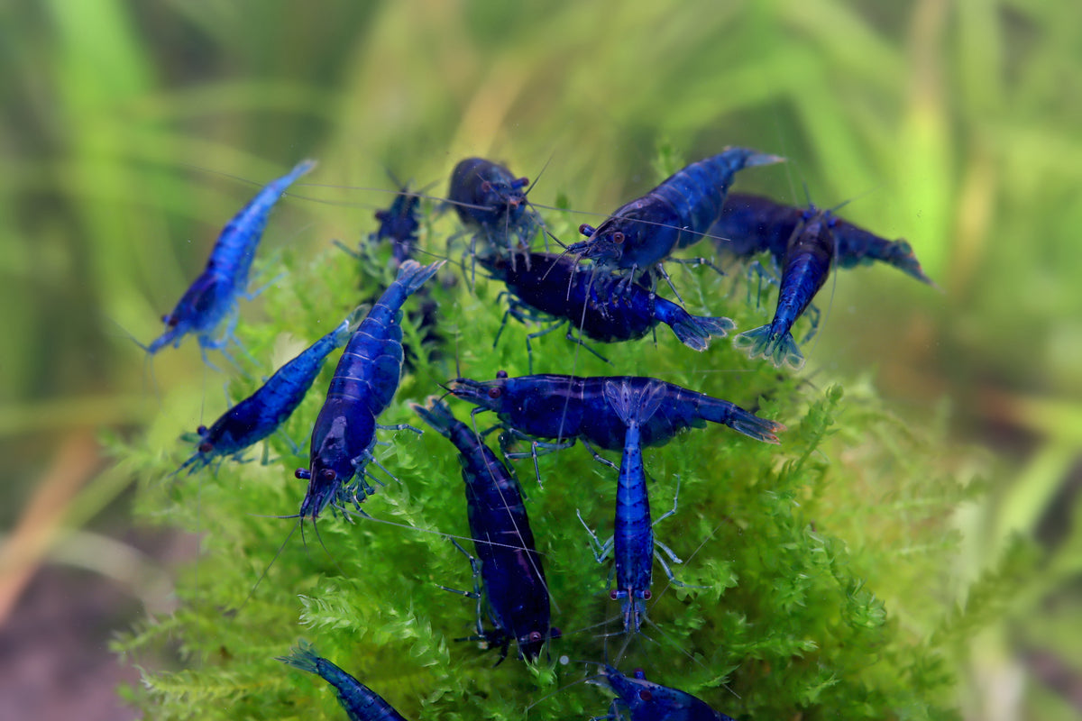 Crevette Blue Dream - Neocaridina davidi