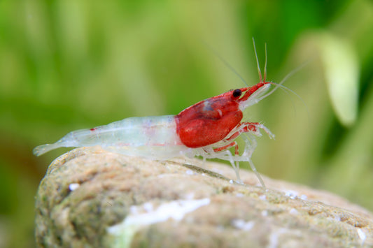 Neocaridina davidi – Zwerggarnele "Red neck"