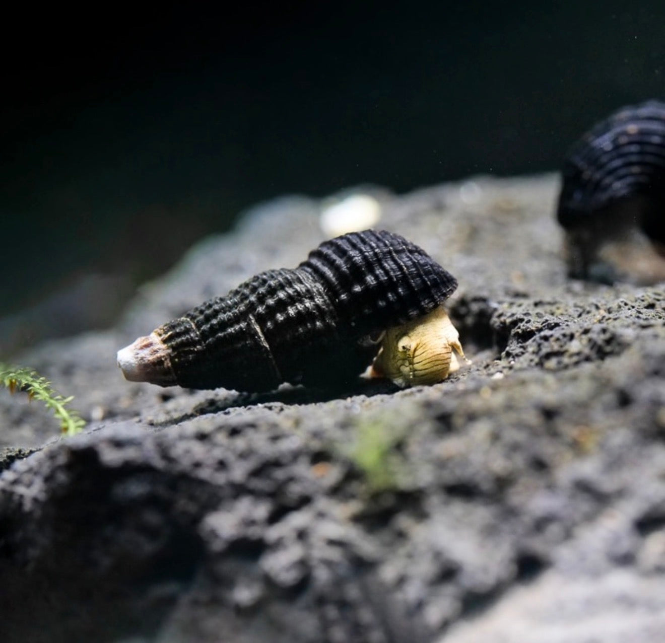 Mini Tylomelania – Tylomelania sp.