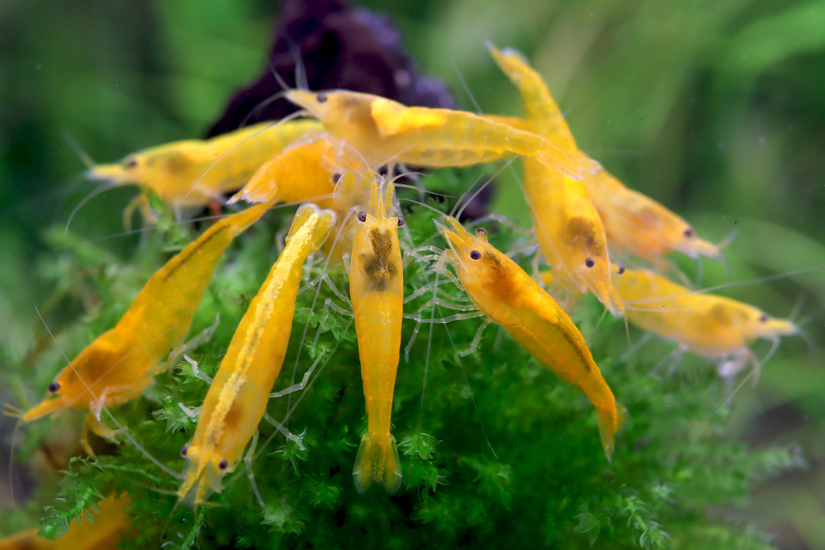 Crevette Yellow Fire - Crevette jaune - Neocaridina davidi "Yellow "