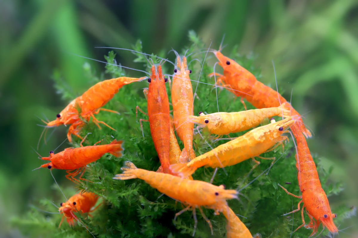 Orange Sakura - Neocaridina davidi
