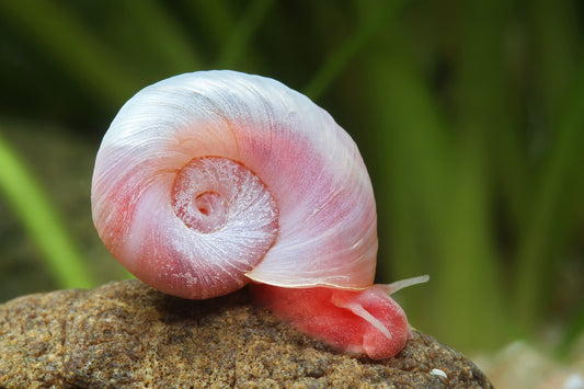 Posthornschnecke „Rosapink“