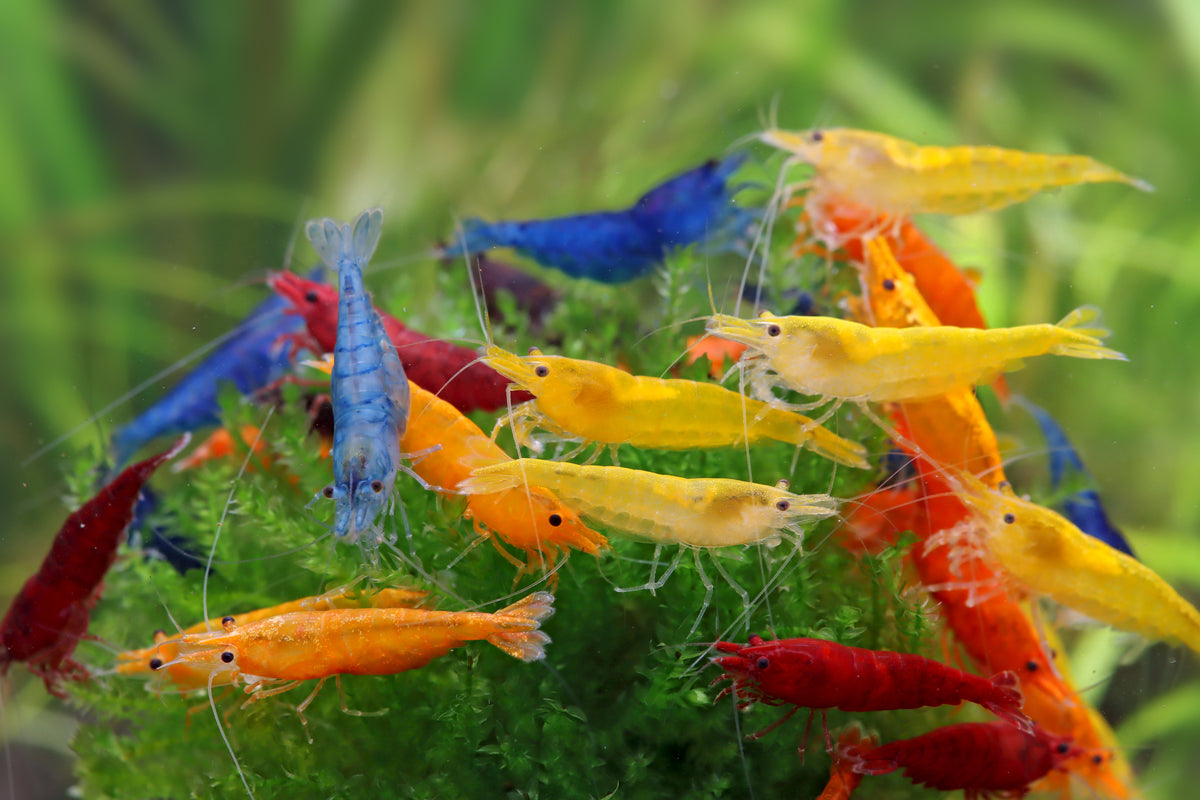 Mélange de crevettes Neocaridina david