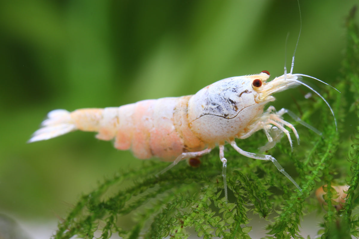 Snow White Bee Shrimp - Caridina logemanni