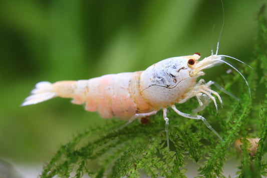 Snow White Bee Shrimp - Caridina logemanni