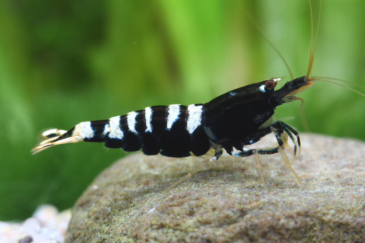 Black Pinto Zebra - Caridina Garnele