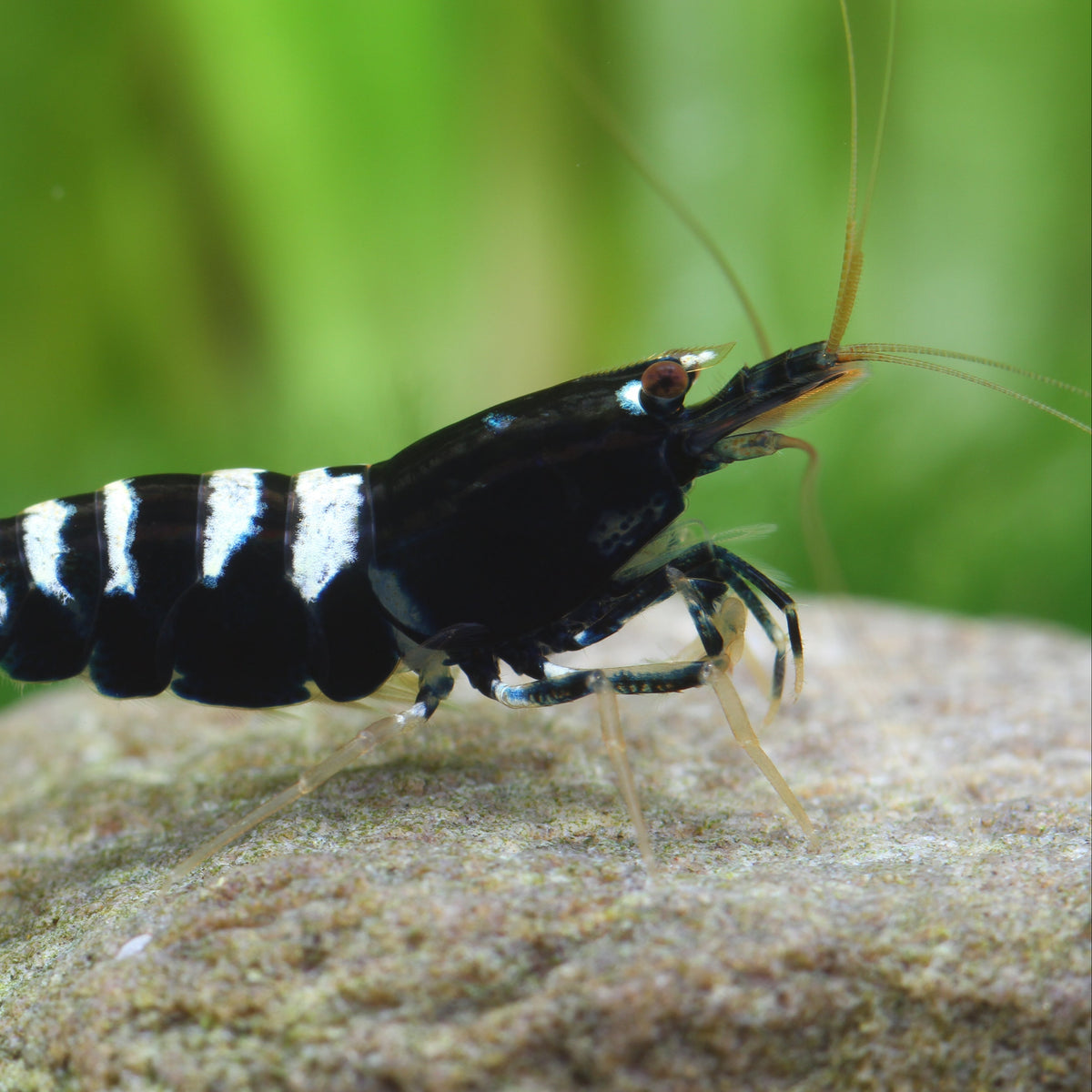 Black Pinto Zebra - Caridina Garnele
