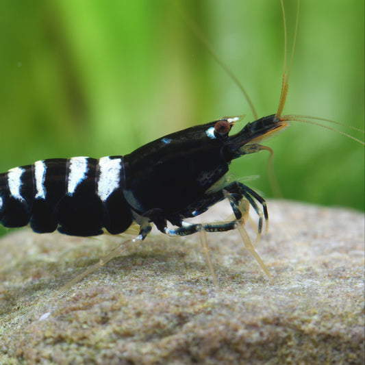 Black Pinto Zebra - Caridina Garnele