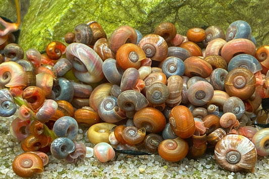 Posthornschnecken mix 5 Stück