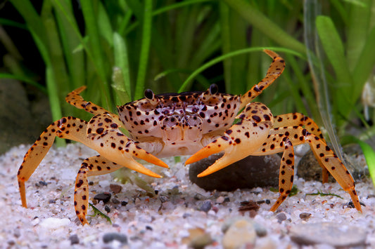 Unterwasserkrabbe "Panther" - Parathelphusa pantherina