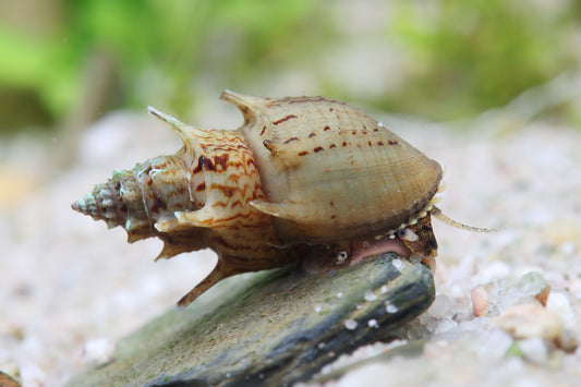 Gestachelte Turmdeckelschnecke (Thiara winteri)