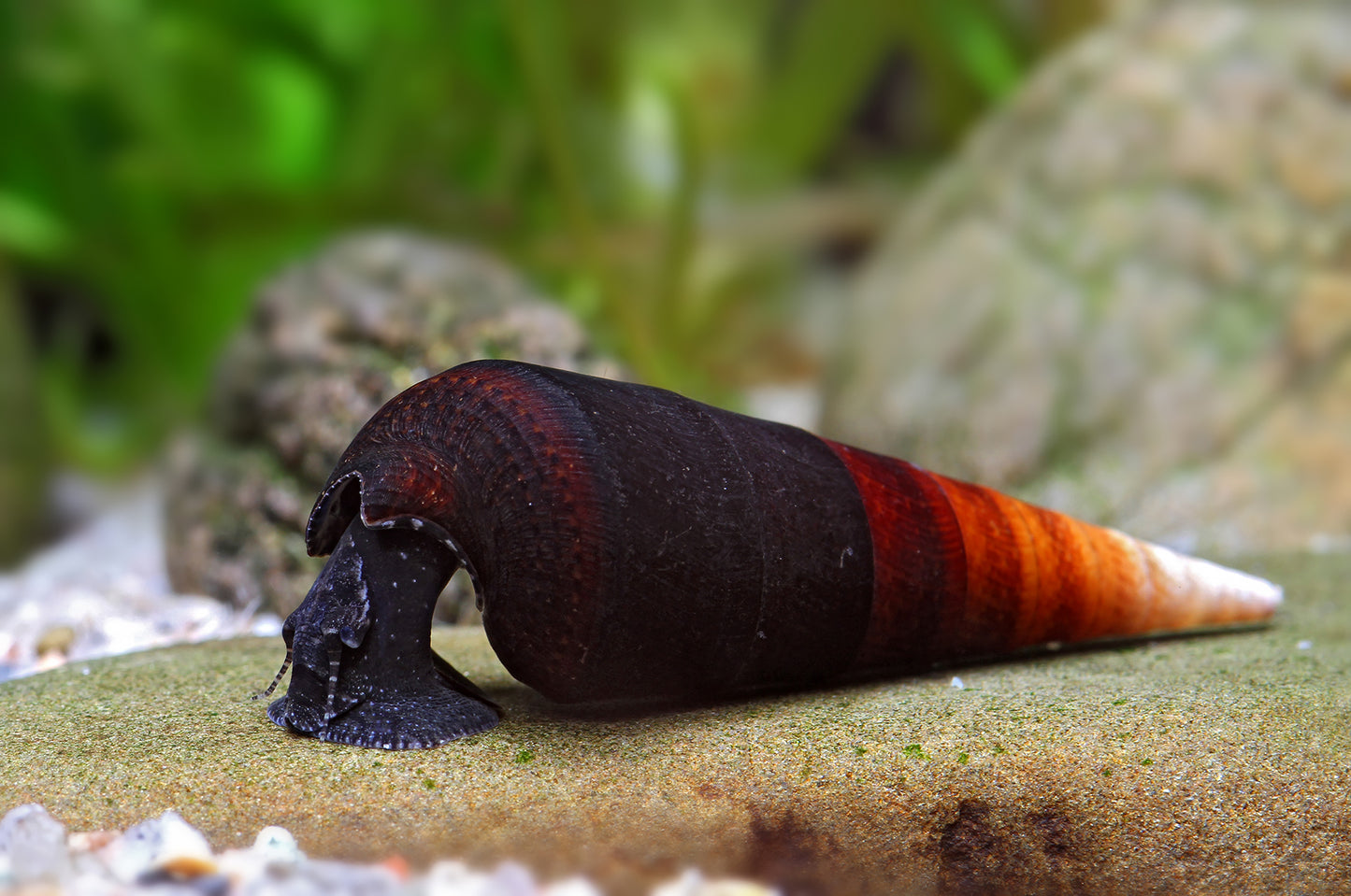Teufelsdornschnecke - Faunus ater