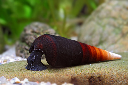 Teufelsdornschnecke - Faunus ater