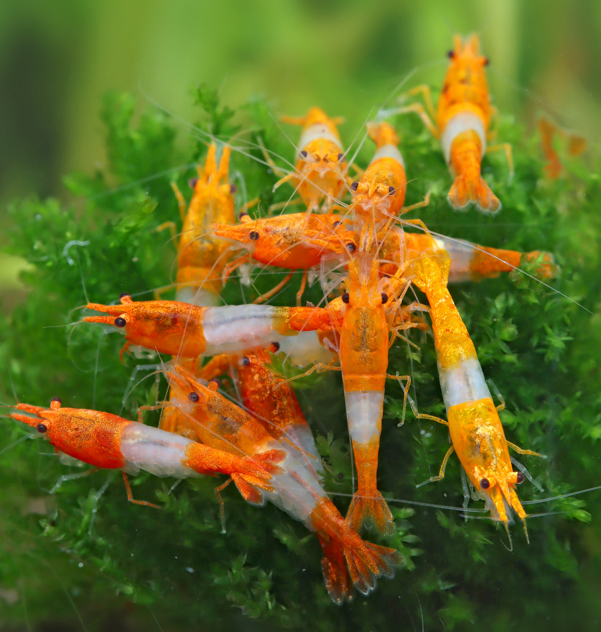 Crevette orange Rili, Neocaridina davidi « orange Rili »