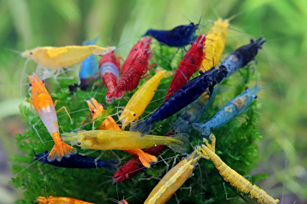 Mélange de crevettes Neocaridina david