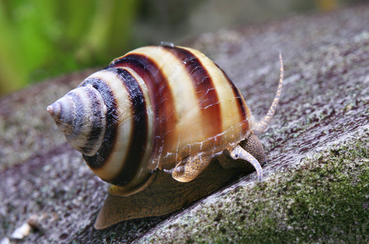 Baby Pianoschnecke - Taia naticoides