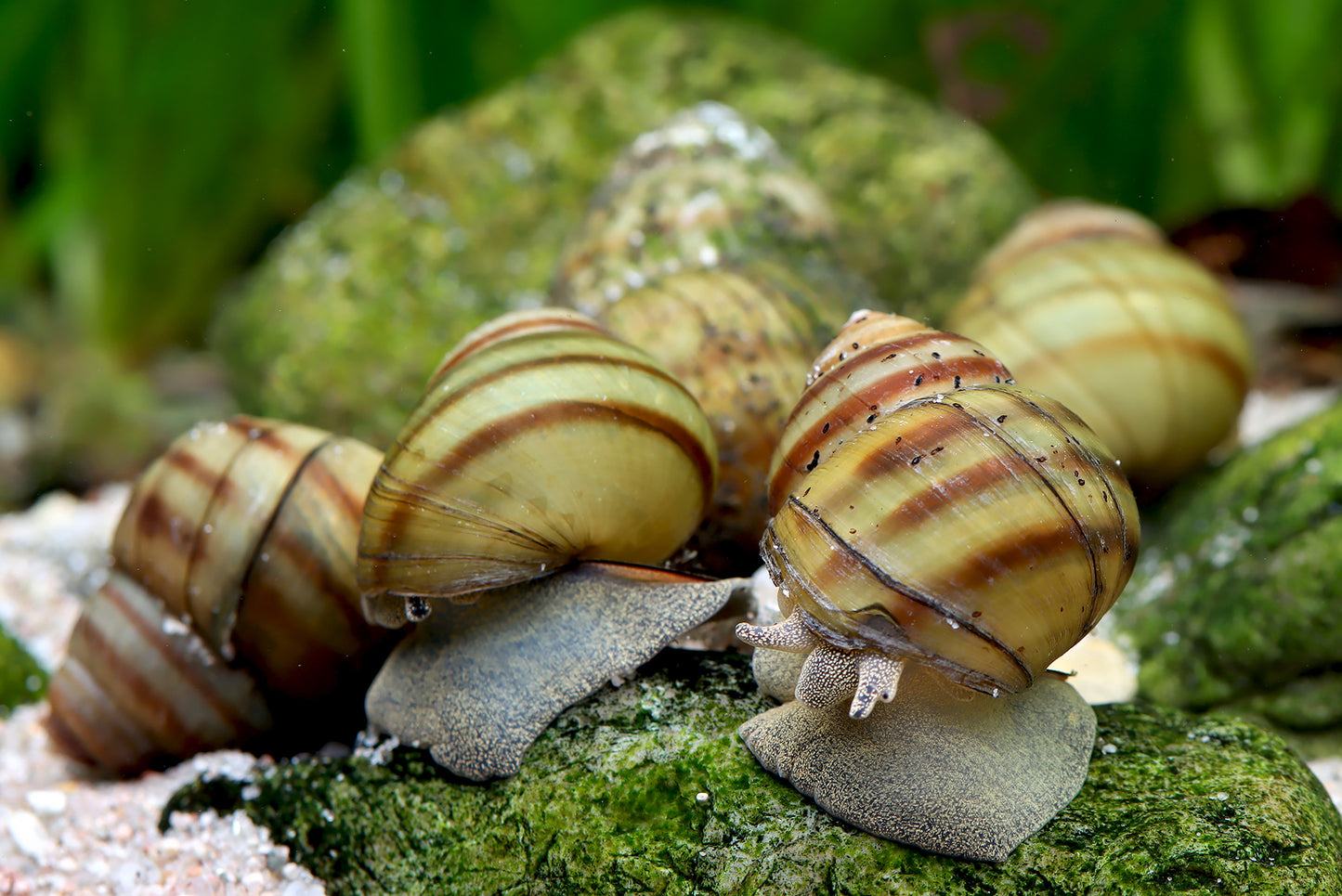 Teichschnecken – Sumpfdeckelschnecken (Viviparidae)