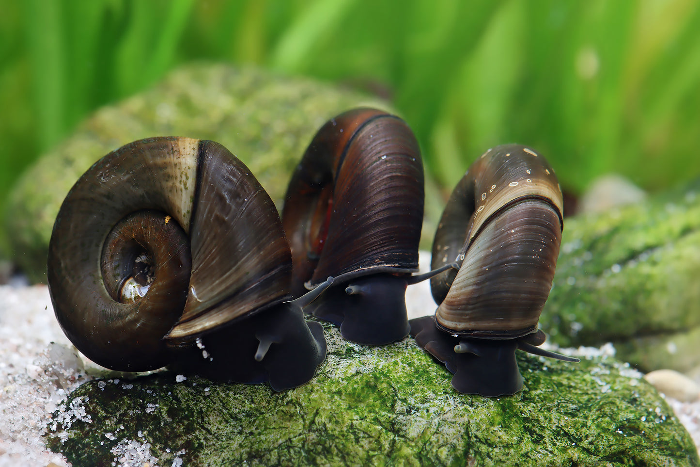 Posthornschnecke