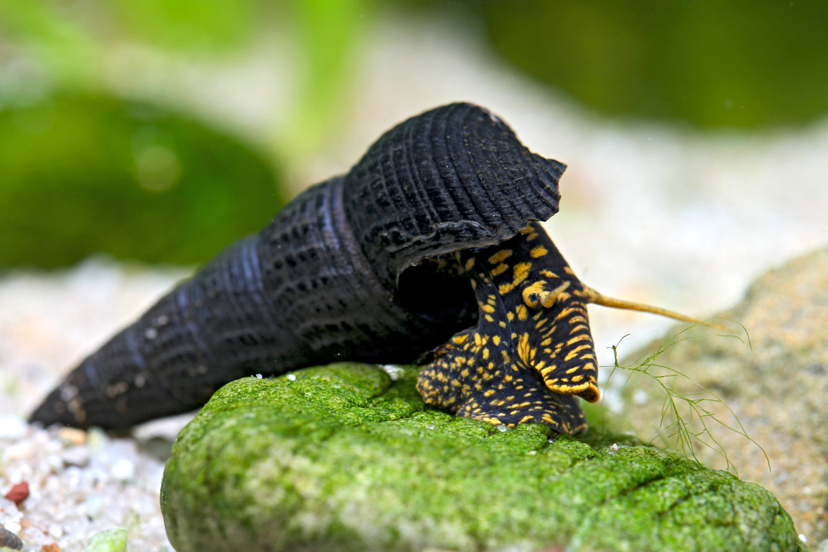 Goldpunkt-Pososchnecke - Tylomelania towutensis