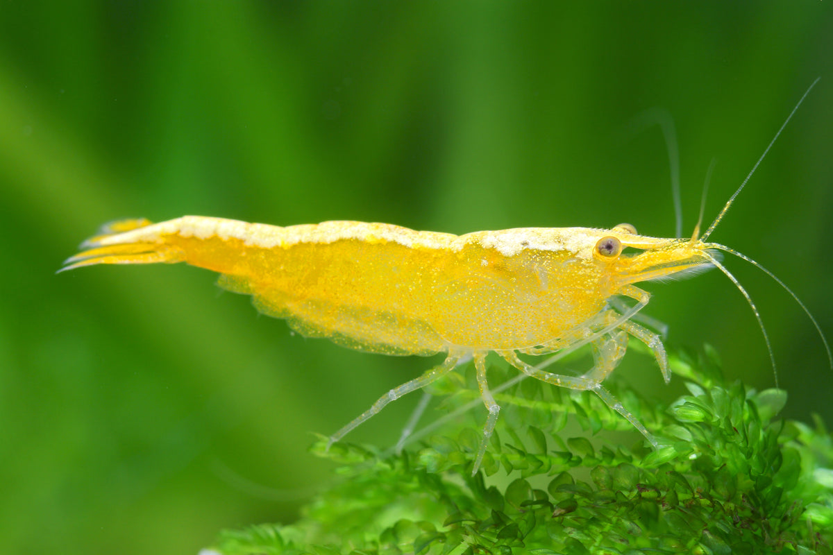 Yellow Fire Neon Garnele - Neocaridina