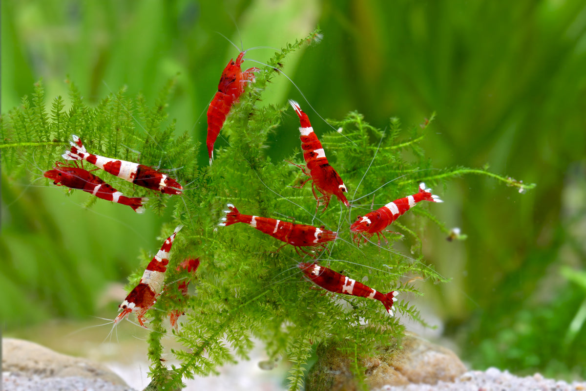 Red Wine Garnele, Caridina spec. "Red Wine" (Taiwan Bee / Shadow Bee)
