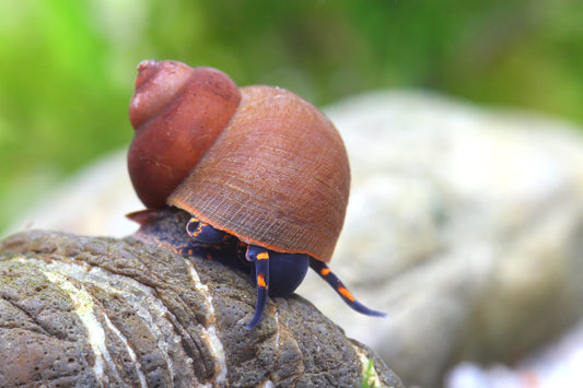 Blue Berry Snail - Notopala sp.