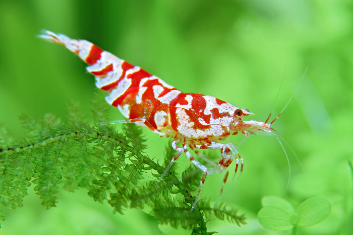 Crevettes tigrées Red Fancy