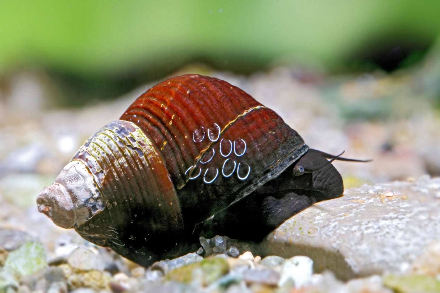 Tylomelania sinabartfeldi – Sulawesi Triangelschnecke - seltene Triangel Tylo Rarität fürs Aquarium