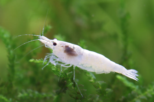 Snowstorm Zwerggarnele – Neocaridina palmata