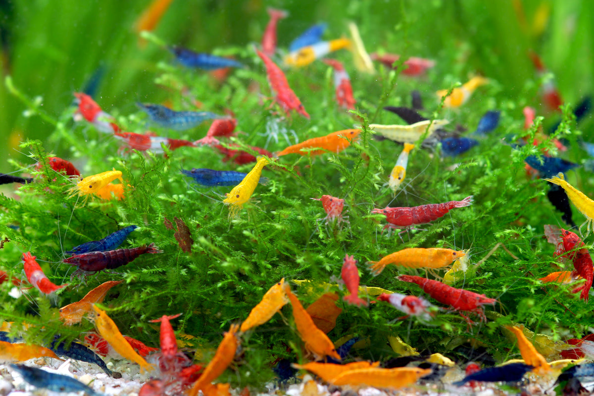 Mélange de crevettes Neocaridina david