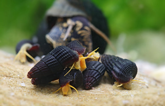 Baby Gelbe Pososchnecke - Tylomelania sp.