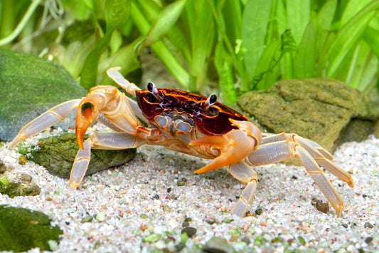Parathelphusa ferruginea – Unterwasserkrabbe „Towuti“